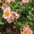 Single pink rose flowers.