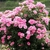 bush with many pink rose flowers.