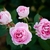 Clusters of small, pink, double roses.
