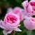 Clusters of small, pink, double roses.