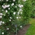 Large shrub with very pale pink (almost white) double flowers.