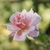 Pink flower detail
