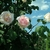 Pale pink fully double roses on leafy branches against blue sky