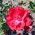 Rosa 'Champlain'