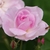 pink, fully double rose.