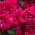 Red, double roses in dense clusters.