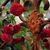 Red double roses climbing on a rusty iron fence.