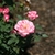 Pink edged white petals and yellow center - side view