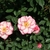 Pink edged white petals & center yellow anthers - Top view