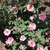 Form in bloom