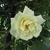 Large white fully double rose