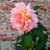 Large, pink, fully double rose.