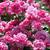 Rosa 'Country Dancer'