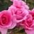 Rosa 'Country Dancer'