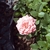 Flower and leaves