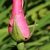 Pink flower bud