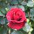 Rosa 'Don Juan'