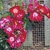 Single, red roses with a pale centers.