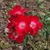 Single, red roses with a pale centers.