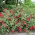 Single, red roses with a pale centers on a sprawling bush