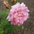 Rose Flower with over 5 layers of pink petals in June Belgium