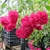 Dark pinkish red roses hanging in clusters.