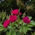 Loose clusters of small, red, double roses.