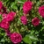 Loose clusters of small, red, double roses.