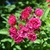 Loose clusters of small, red, double roses.