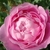 Close-up of a pink, divided rose flower.