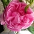 Close-up of a pink, divided rose flower.