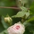 Pale pink rose among its leaves.