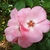 Pale pink single-flowered rose among its leaves.