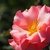 Pale pink single-flowered rose among its leaves.
