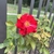Red, single rose.