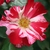 Red and white semoi-double flower
