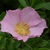 Pale pink single-flowered rose among its leaves.