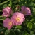 Pale pink single-flowered roses among the leaves.