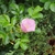 Pale pink single-flowered rose among its leaves.