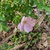 Pale pink single-flowered rose among its leaves.