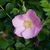Pale pink single-flowered rose among its leaves.