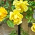 Clear yellow, fully double rose on a climbing plant.