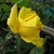 Clear yellow, fully double rose.
