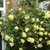 Clear yellow, fully double rose on a climbing plant.