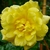 Clear yellow, fully double rose.
