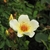 Clear yellow, single to semi-double roses with dark stamens.