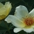Clear yellow, single to semi-double roses with dark stamens.