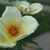 Clear yellow, single to semi-double roses with dark stamens.