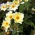 Clear yellow, single to semi-double roses with dark stamens.