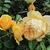 Double flowered yellow rose